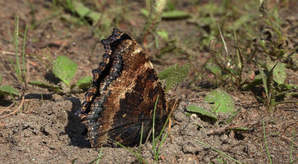Rusałka drzewoszek (Nymphalis xanthomelas)