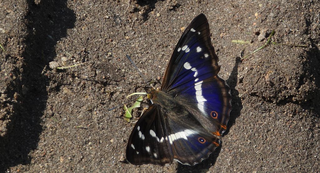 Mieniak tęczowiec (Apatura iris)