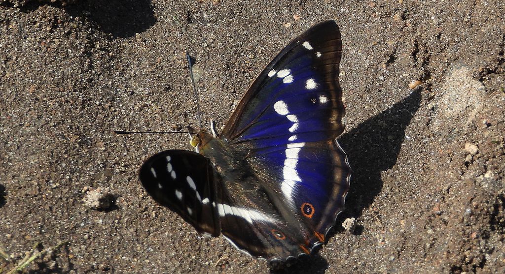 Mieniak tęczowiec (Apatura iris)