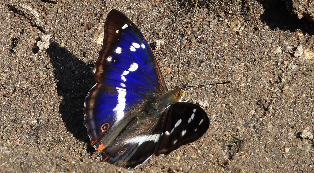 Mieniak tęczowiec (Apatura iris)