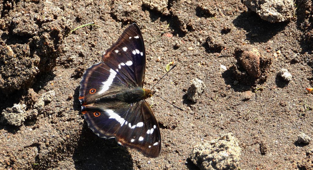 Mieniak tęczowiec (Apatura iris)