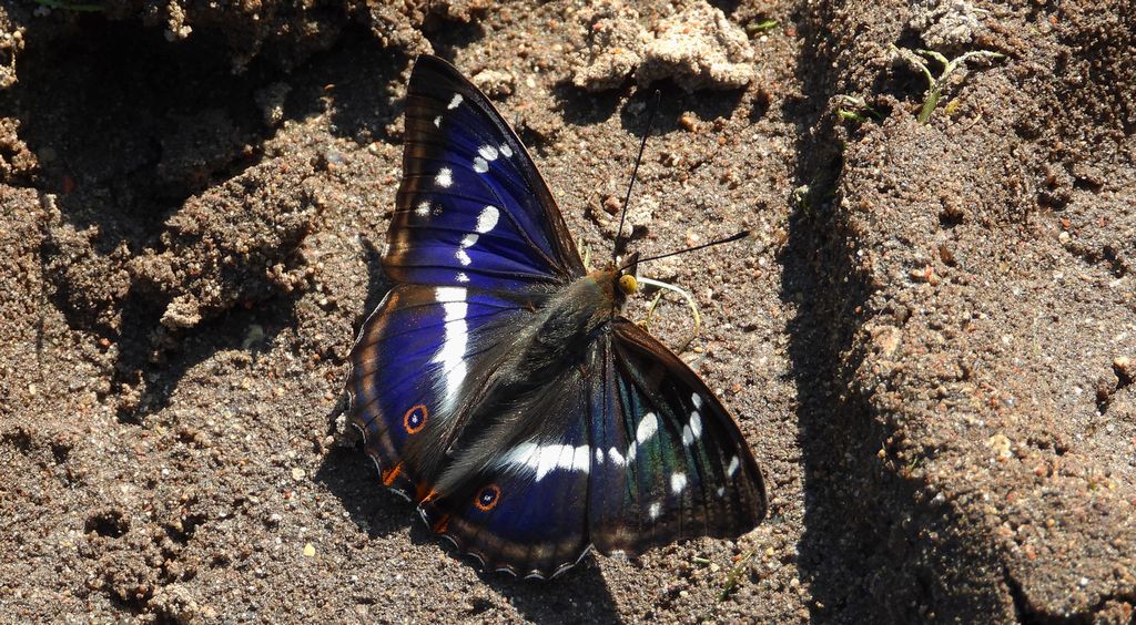 Mieniak tęczowiec (Apatura iris)