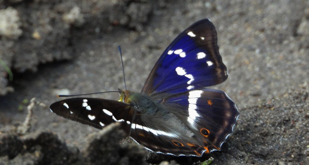 Mieniak tęczowiec (Apatura iris)