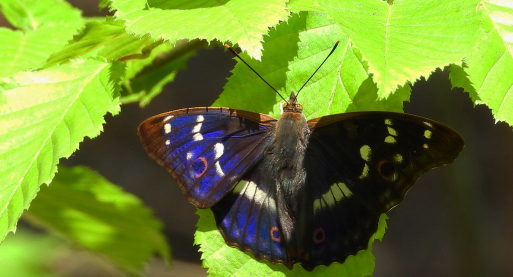Mieniak strużnik (Apatura ilia)