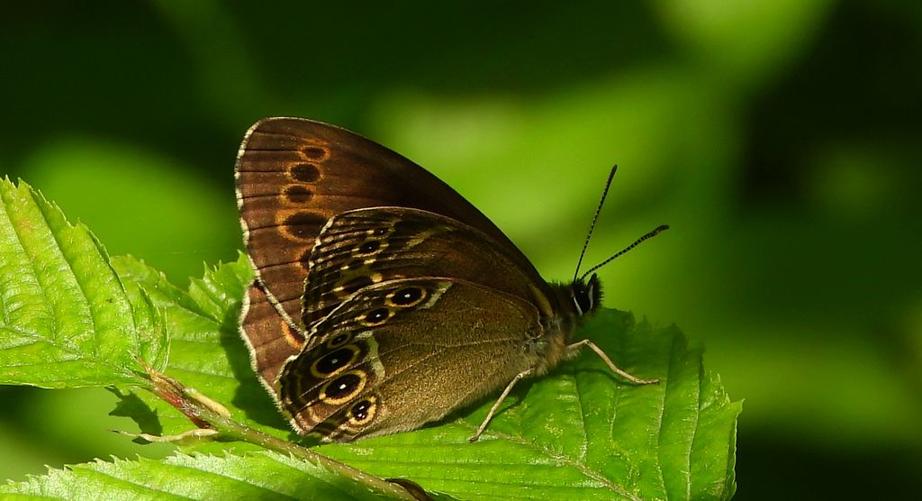 Osadnik wielkooki (Lopinga achine)