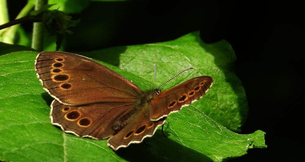 Osadnik wielkooki (Lopinga achine)