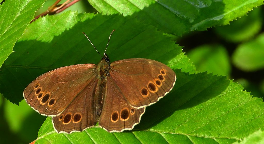 Osadnik wielkooki (Lopinga achine)