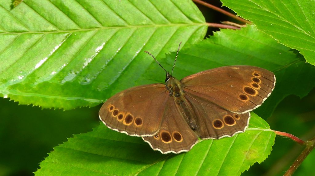 Osadnik wielkooki (Lopinga achine)