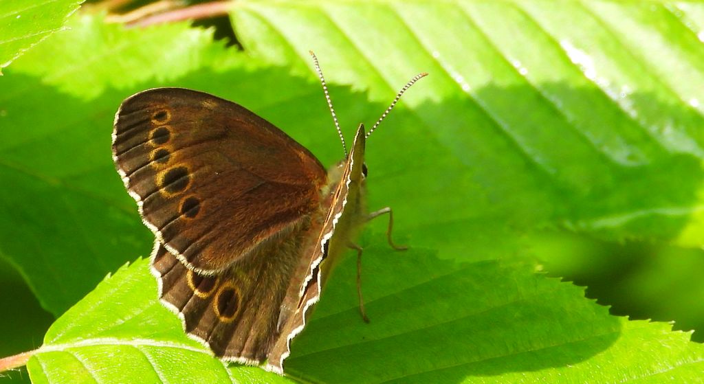 Osadnik wielkooki (Lopinga achine)