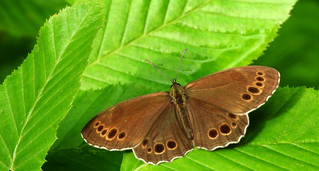 Osadnik wielkooki (Lopinga achine)