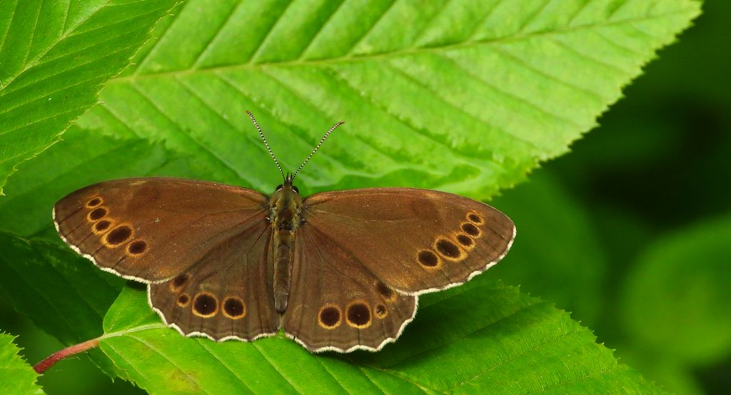 Osadnik wielkooki (Lopinga achine)