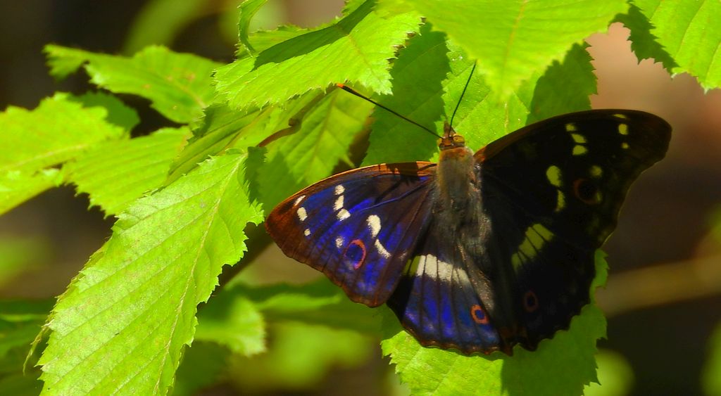 Mieniak strużnik (Apatura ilia)