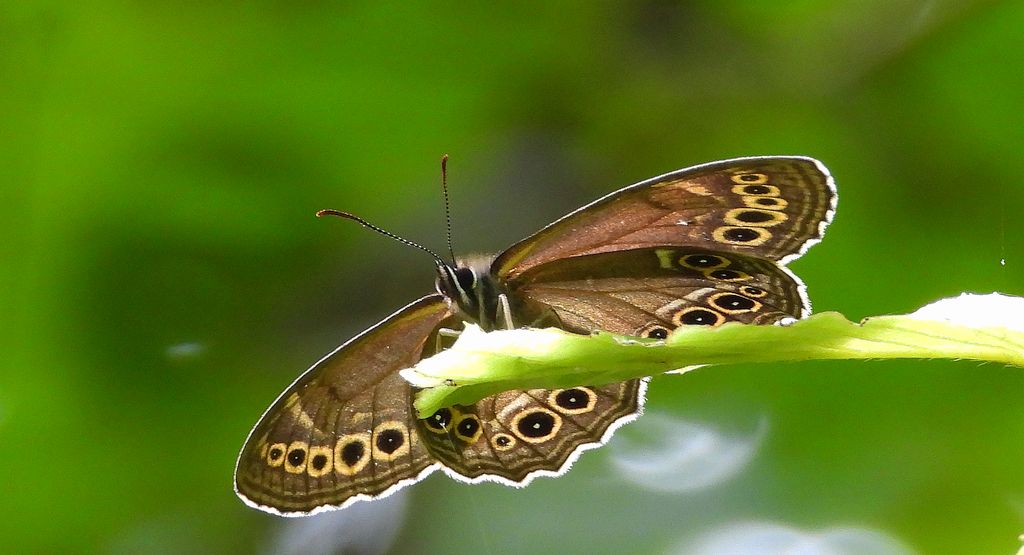 Osadnik wielkooki (Lopinga achine)