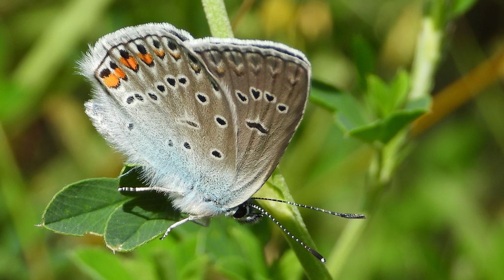 Modraszek amandus (Polyommatus amandus)