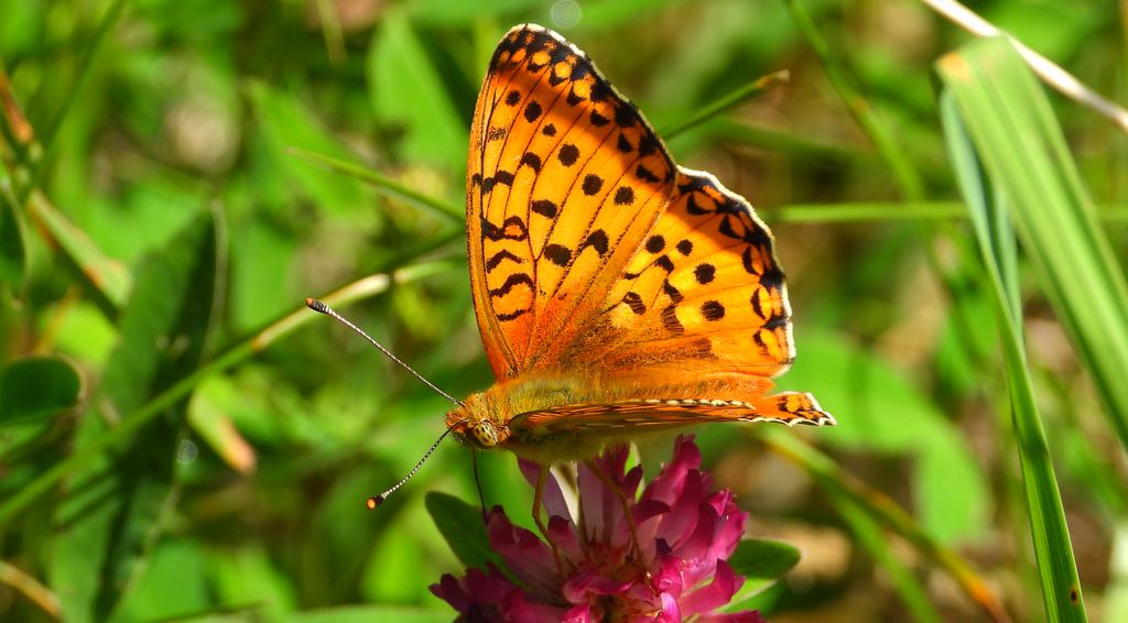 Dostojka aglaja, perłowiec aglaja (Argynnis aglaja)