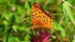 Dostojka aglaja, perłowiec aglaja (Argynnis aglaja)