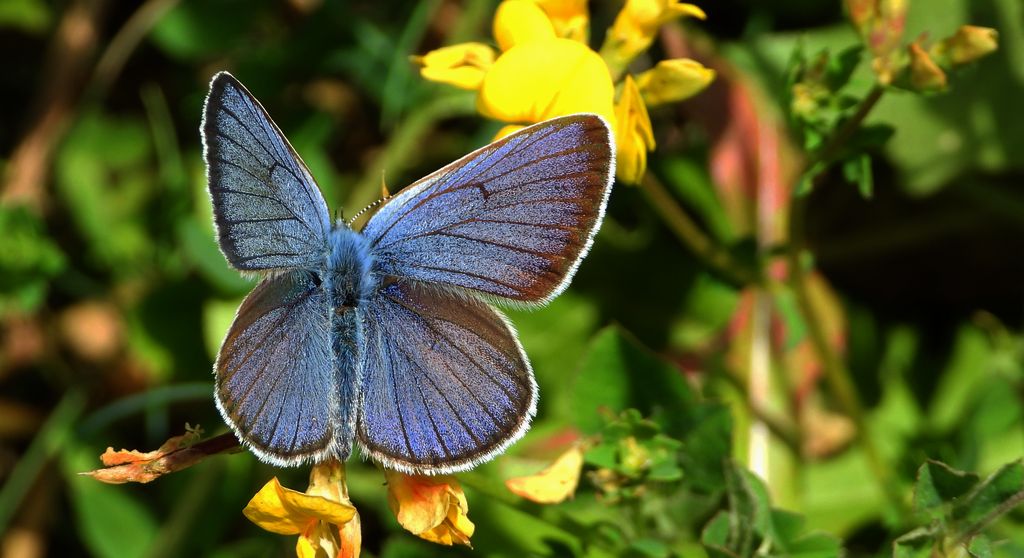 Modraszek amandus (Polyommatus amandus)