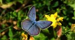 Modraszek amandus (Polyommatus amandus)