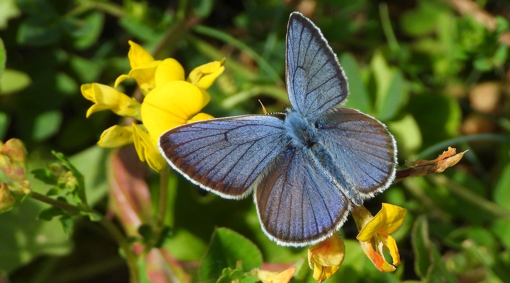 Modraszek amandus (Polyommatus amandus)