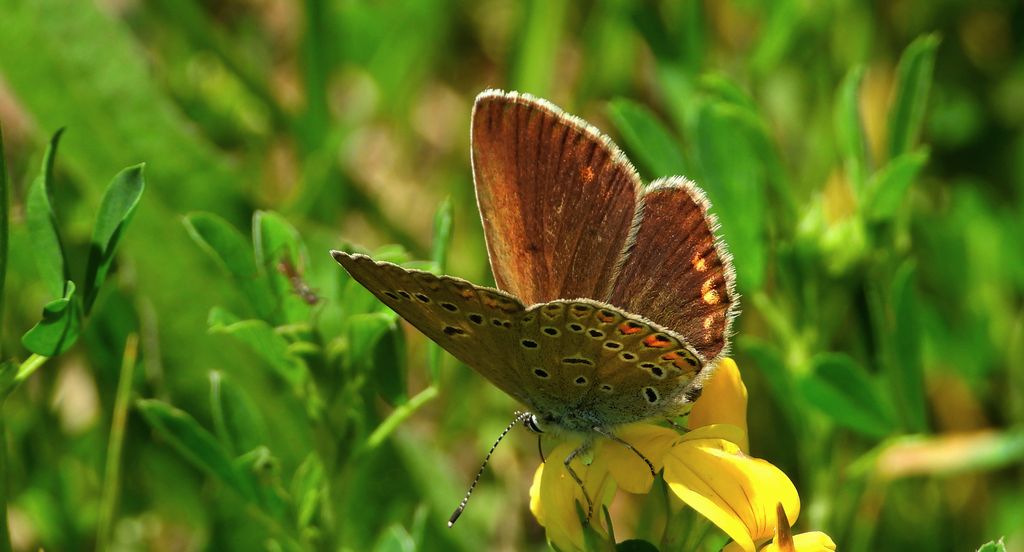 Modraszek amandus (Polyommatus amandus)