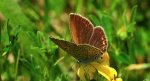 Modraszek amandus (Polyommatus amandus)
