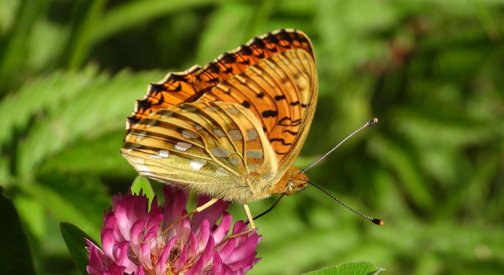 Dostojka aglaja, perłowiec aglaja (Argynnis aglaja)