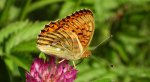 Dostojka aglaja, perłowiec aglaja (Argynnis aglaja)