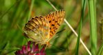 Dostojka aglaja, perłowiec aglaja (Argynnis aglaja)