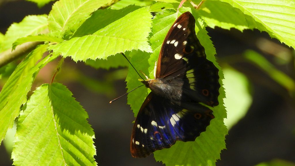 Mieniak strużnik (Apatura ilia)