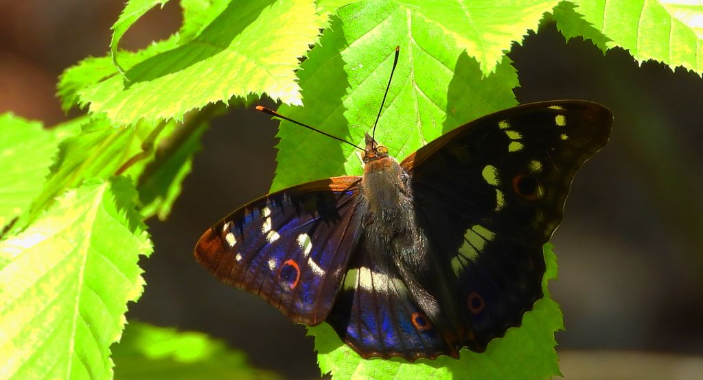 Mieniak strużnik (Apatura ilia)