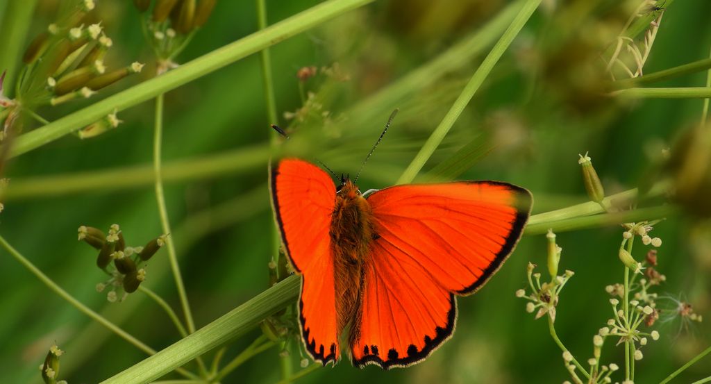 Czerwończyk dukacik (Lycaena virgaureae)