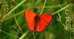 Czerwończyk dukacik (Lycaena virgaureae)