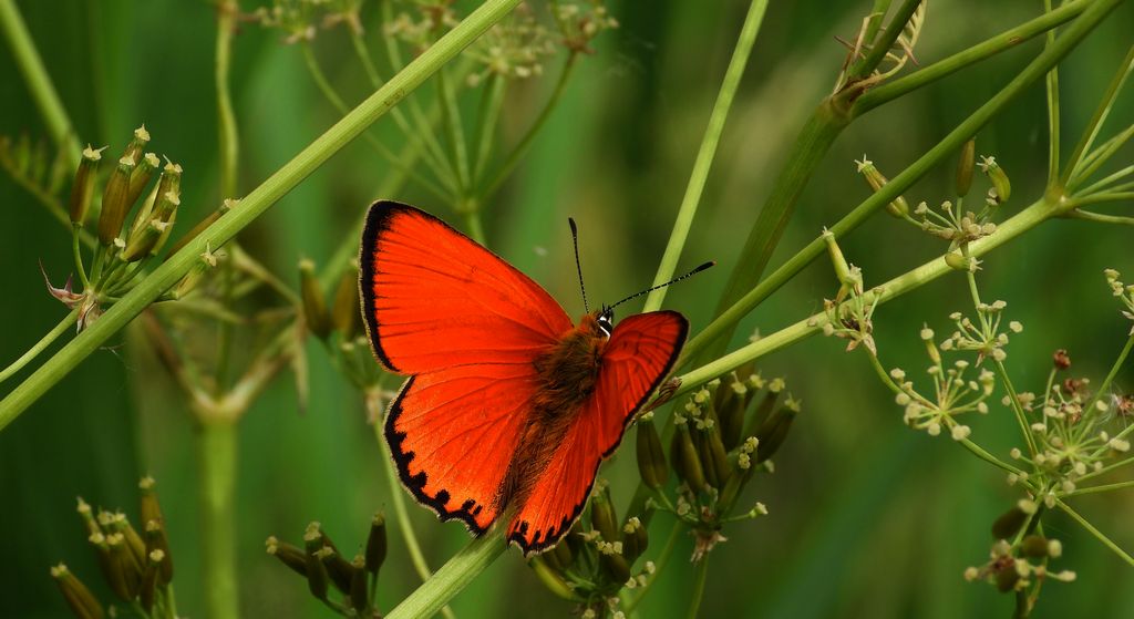 Czerwończyk dukacik (Lycaena virgaureae)