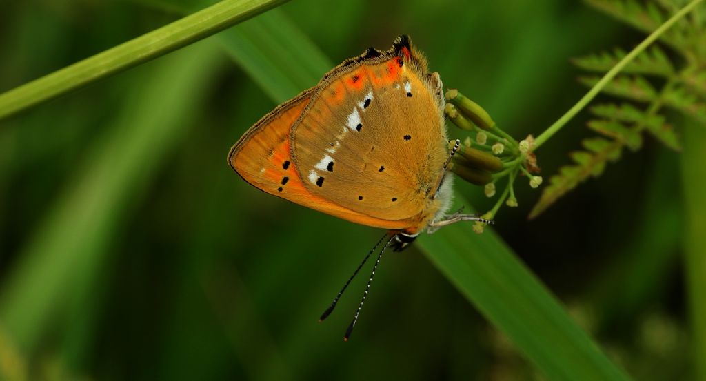 Czerwończyk dukacik (Lycaena virgaureae)