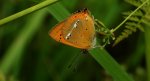 Czerwończyk dukacik (Lycaena virgaureae)