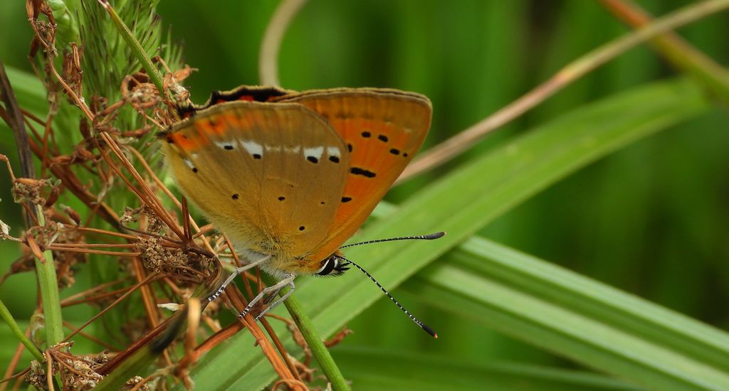 Czerwończyk dukacik (Lycaena virgaureae)