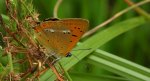Czerwończyk dukacik (Lycaena virgaureae)