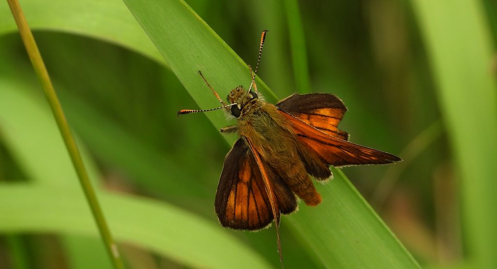 Karłątek kniejnik (Ochlodes sylvanus)