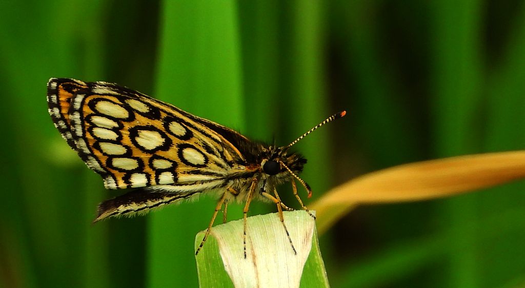 Rojnik morfeusz (Heteropterus morpheus)