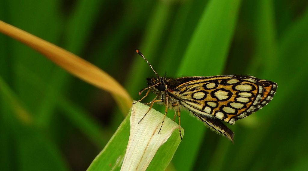 Rojnik morfeusz (Heteropterus morpheus)