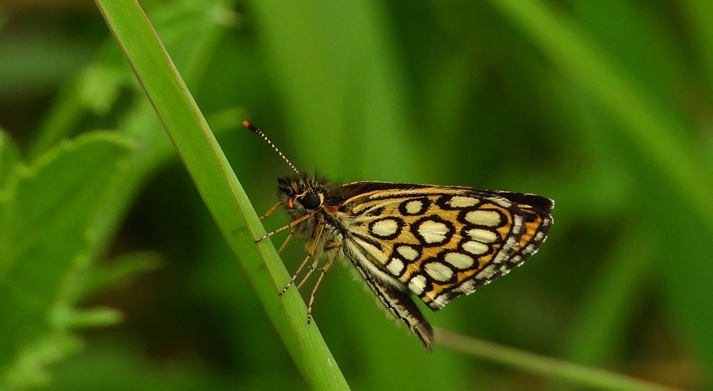 Rojnik morfeusz (Heteropterus morpheus)
