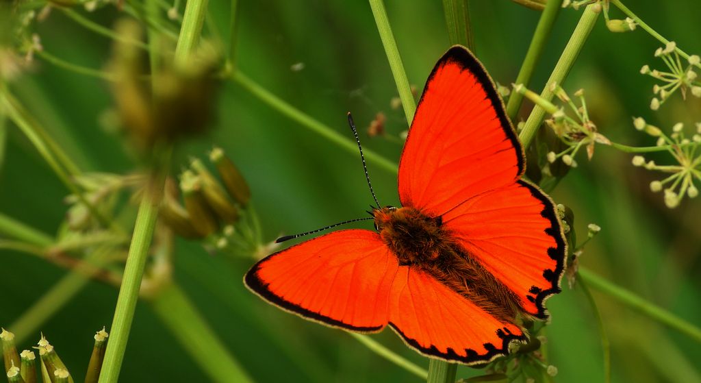 Czerwończyk dukacik (Lycaena virgaureae)