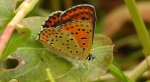 Czerwończyk uroczek (Lycaena tityrus, syn. Heodes tityrus)