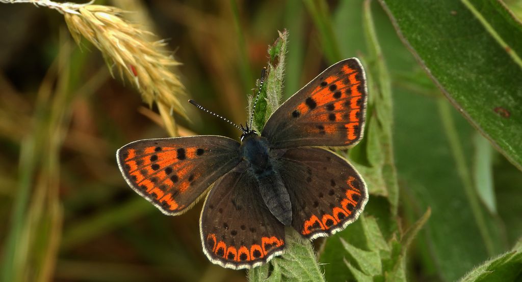 Czerwończyk uroczek (Lycaena tityrus, syn. Heodes tityrus)