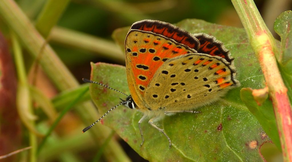 Czerwończyk uroczek (Lycaena tityrus, syn. Heodes tityrus)