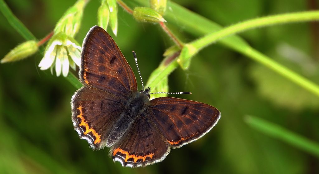 Czerwończyk fioletek (Lycaena helle)