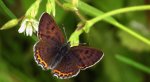 Czerwończyk fioletek (Lycaena helle)