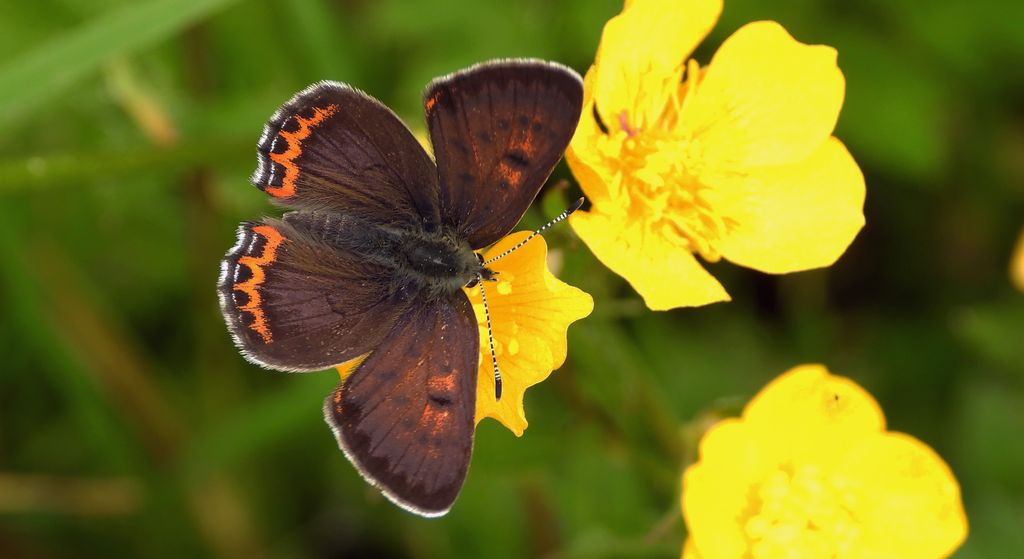 Czerwończyk fioletek (Lycaena helle)