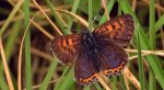 Czerwończyk fioletek (Lycaena helle)