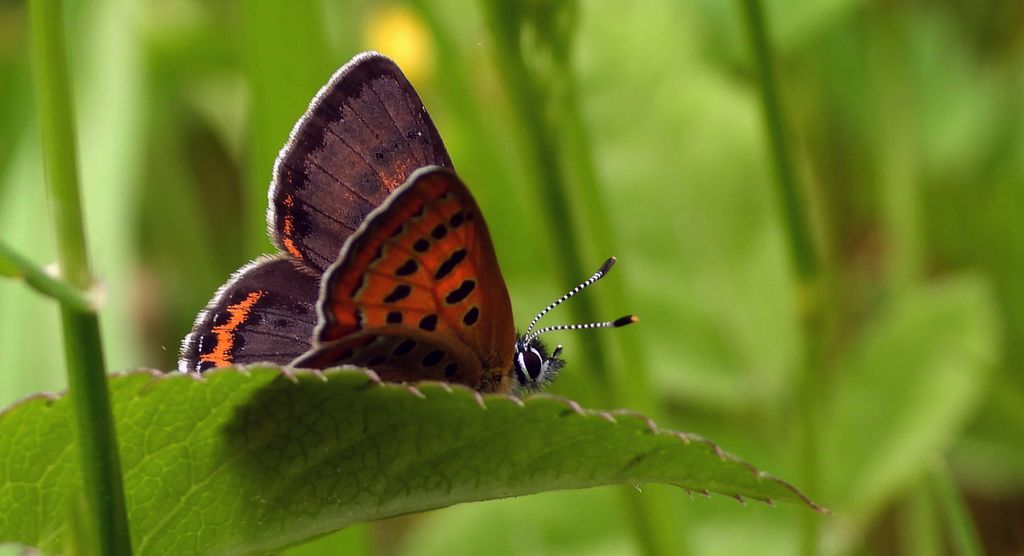 Czerwończyk fioletek (Lycaena helle)
